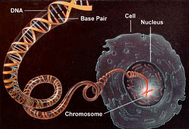 dna.gif (70318 bytes)